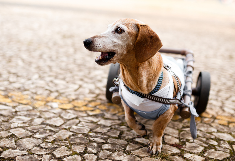 Degenerative Myelopathy in Dogs Learn About Symptoms, Causes, Stages
